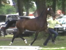 SPS Destiny at German Mare show.