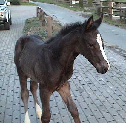 Prince (Prince Thatch xx)