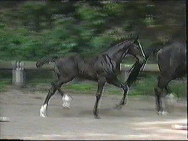 Prince placing 3rd at German foal show.