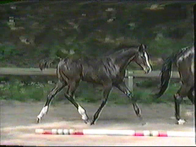 Prince (Prince Thatch xx)