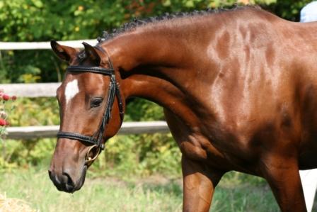 Danny (by Donar Weiss)