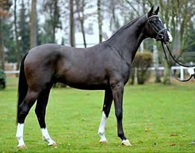 Royal Classic (Royal Highness - Florestan)