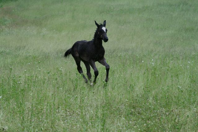 Darshan HM (Dacaprio - SPS Pakesa)