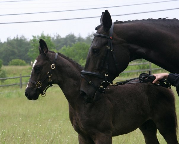 Darshan HM (Dacaprio - SPS Pakesa)