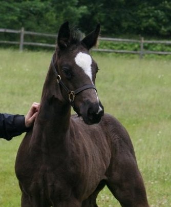 Darshan HM (Dacaprio - SPS Pakesa)