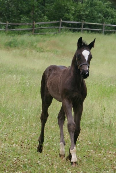 Darshan HM (Dacaprio - SPS Pakesa)