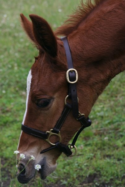 Ludwig HM (Londonderry - SPS Destiny)