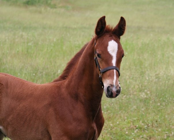 Ludwig HM (Londonderry - SPS Destiny)