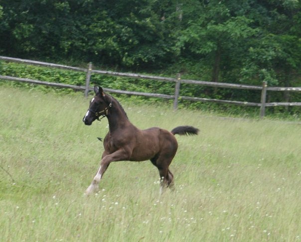 Regalia HM (Rascalino - EM Day Dream)