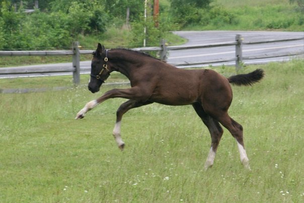 Regalia HM (Rascalino - EM Day Dream)