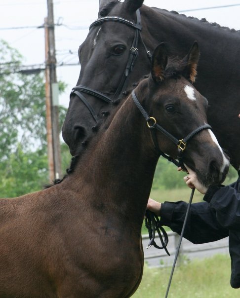 Regalia HM (Rascalino - EM Day Dream)