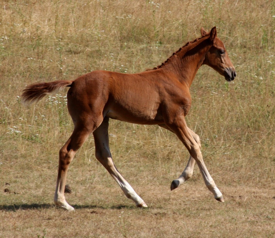 Lorelei HM (Londonderry - SPS Destiny)