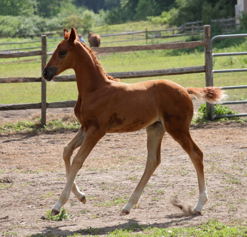 Lorelei HM (Londonderry - SPS Destiny)