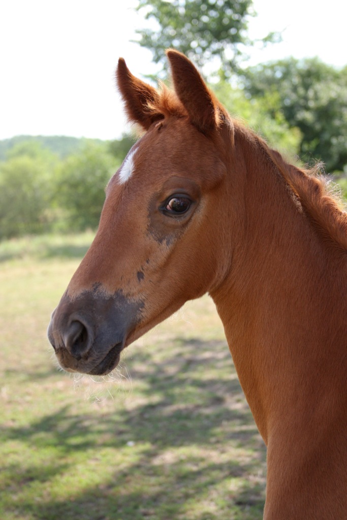 Lorelei HM (Londonderry - SPS Destiny)
