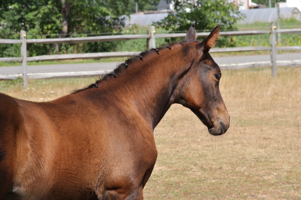 Seraphina HM (Soleil Q - EM Day Dream)