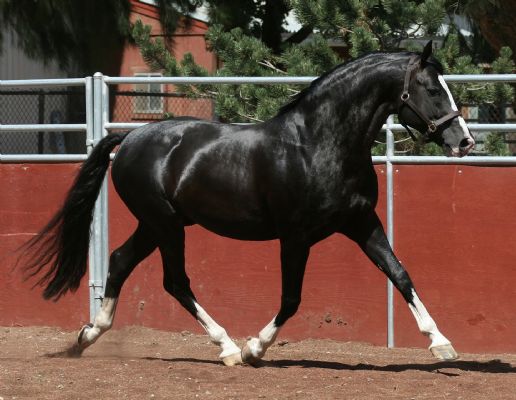 Redwine (Rotspon - Matcho - Dreseman)