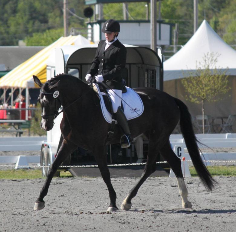 Reminisce HM - 2008 hanoverian mare