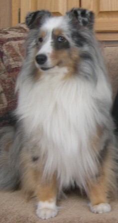 Angie sheltie